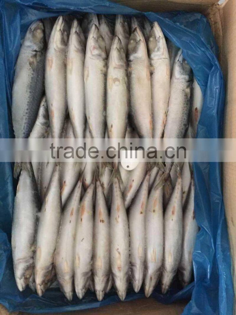 landfrozen mackerel 150-200g