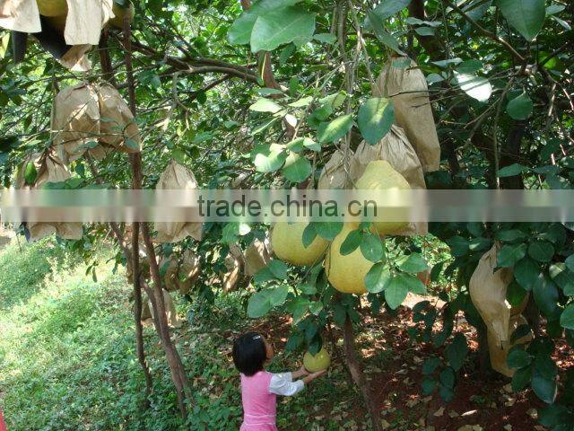 2 layers fruit protection pear bag for growing
