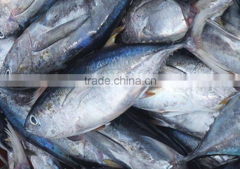 frozen yellow fin tuna