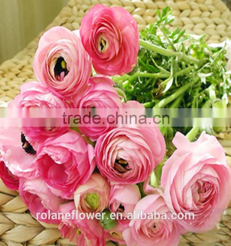 2016 Ranunculus asiaticus with fresh Beautiful Flowers