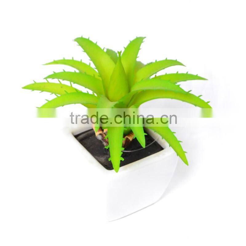 Lifeful Succulent in fresh green planter
