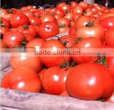 Fresh tomato exporter from China