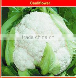 Plateau Over Summering Used High Yield Hybrid White Cauliflower Seed