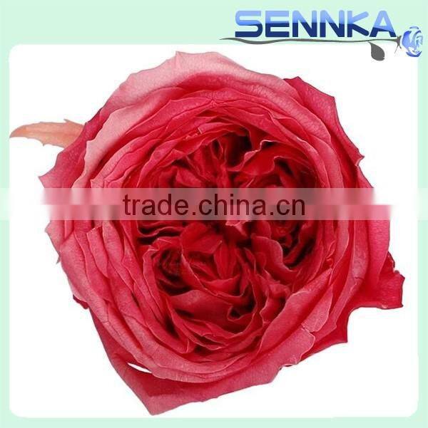 Hot Newest natural preserved flower wholesale English David Austin Roses