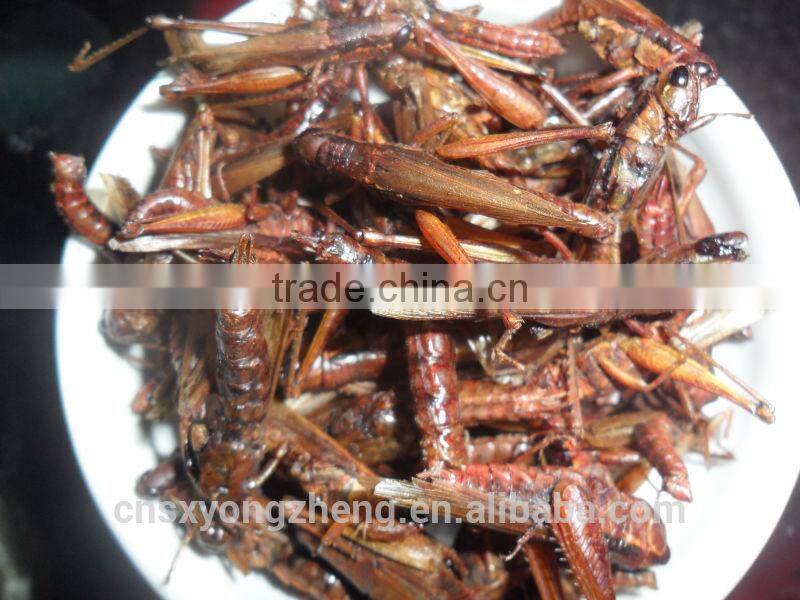 Dried Grasshopper For Bird Food