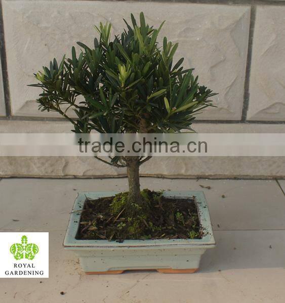 Podocarpus macrophyllus