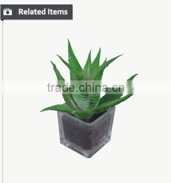 Mini decorative home and office table potted succulent plant