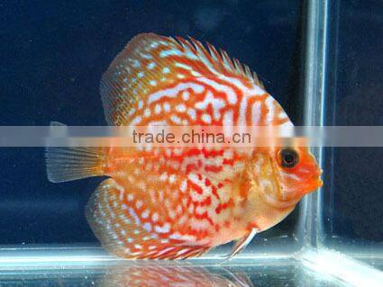 Discus Fish Breeder and exporter from Thailand