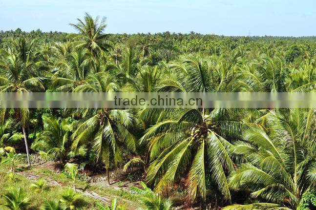 Frozen Young coconut Meat from Vietnam/ frozen shredded coconut