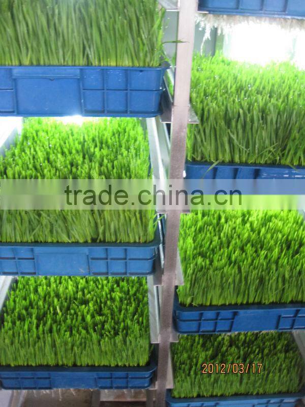 commercial hydroponics machine/Bud seedling machine/animal fodder machine/+8615621096735