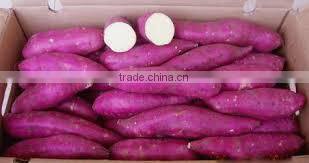 FRESH SWEET POTATO CHEAP PRICE