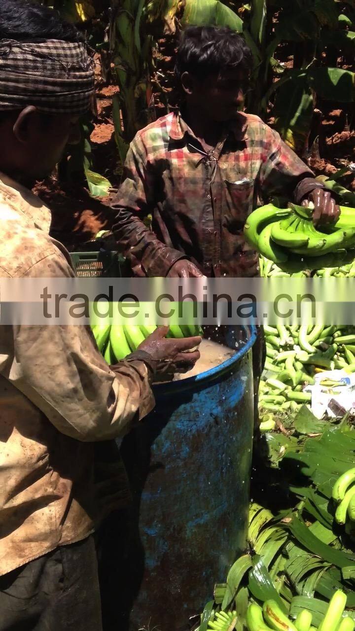 Cavendish Banana market prices - Oman market