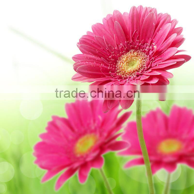 50x50 oil group painting