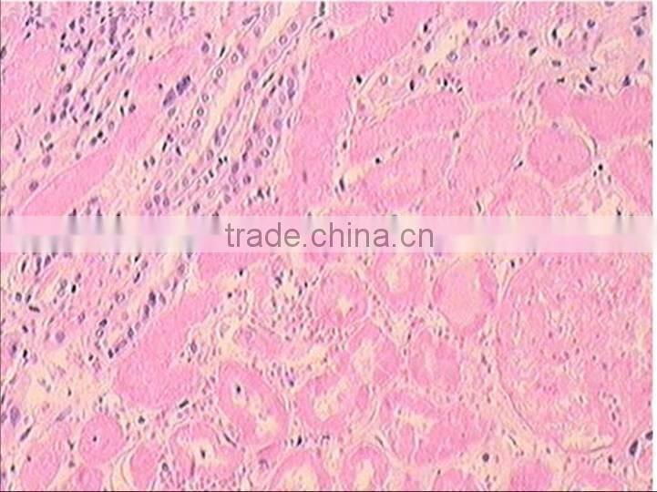 Individual slides you can choose from Survey Medical Human Pathology Histology Tissue Microscope Prepared Slides