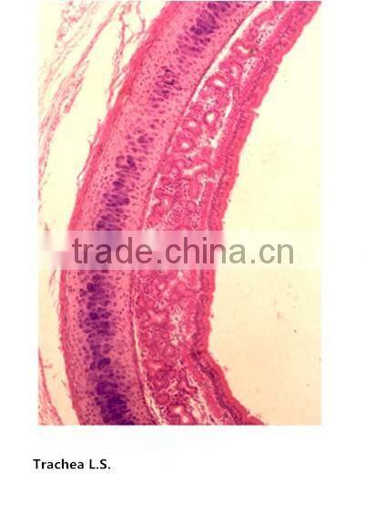 Medical slides/ Prepared Microscope Histology slides/Epithelium Sec. Slides