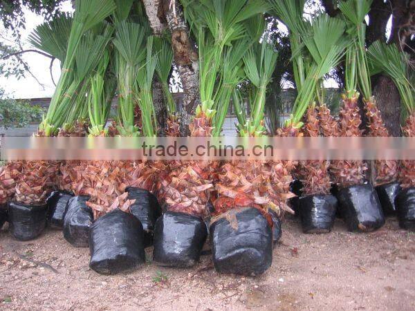 Washingtonia filifera