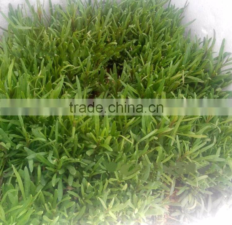 Organic Black Goji Berry seeds