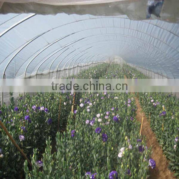High Quality Fresh Cut Flowers Eustoma from Flower Plating Base