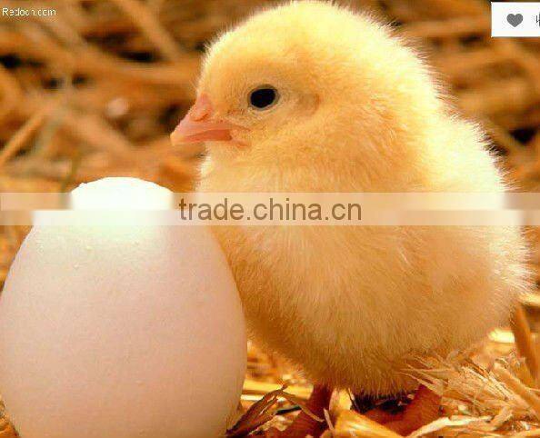 Automatic Egg Hatching Machine For Sale