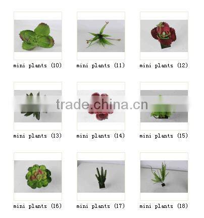 CHY040919 Evergreen plastic succulent plant on sale