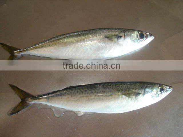 frozen pacific mackerel