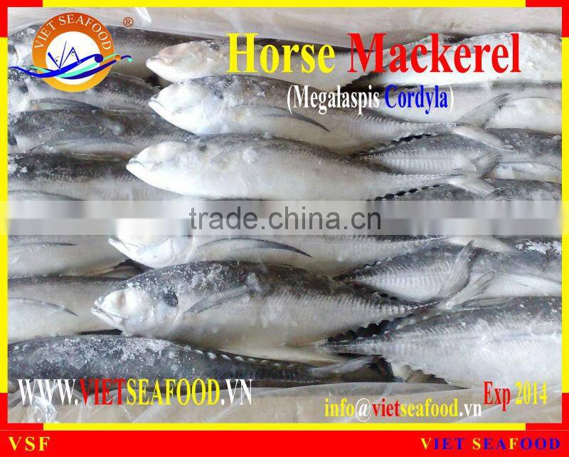 W/R FROZEN HORSE MACKEREL
