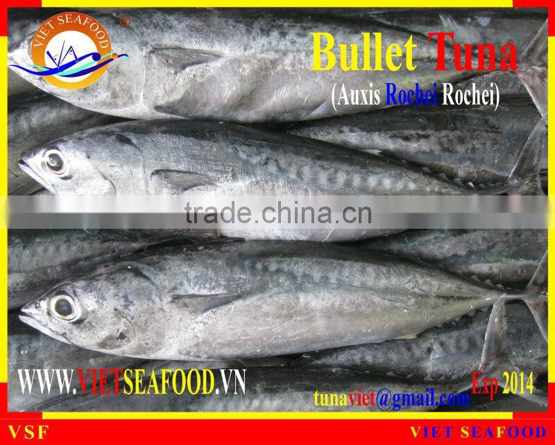 W/R FROZEN BULLET TUNA