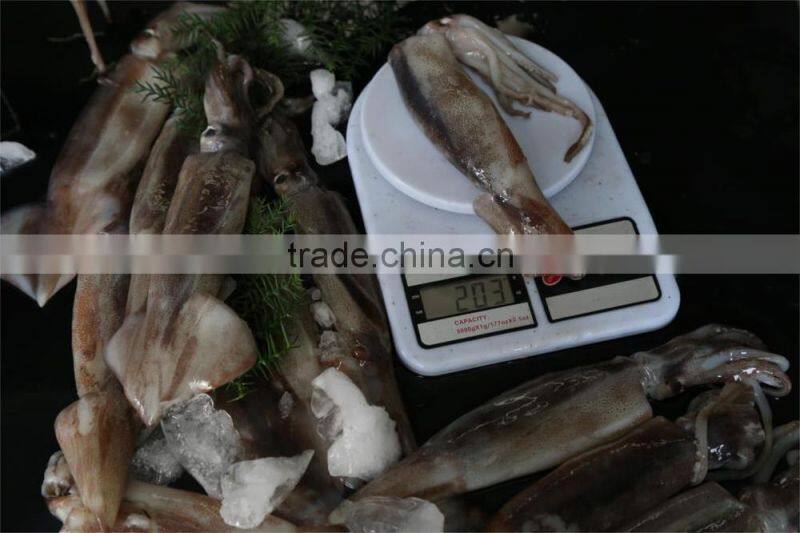 Frozen illex squid