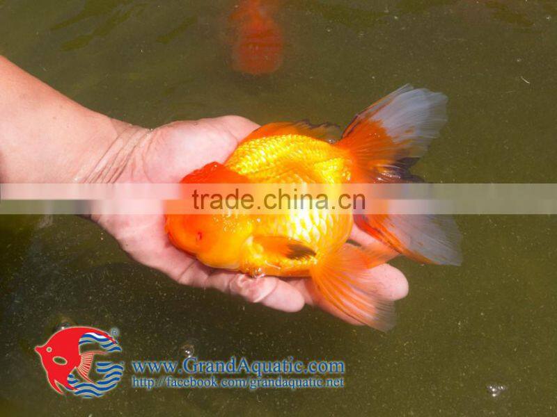 high quality gold fish for Aquarium fish importer