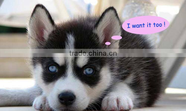 2015 Wholesale professional silicone frisbee, dog toy