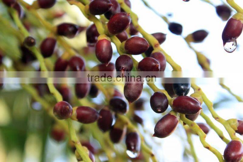 Long time working fruit palm threshing machine/fresh palm process machine/palm thresher