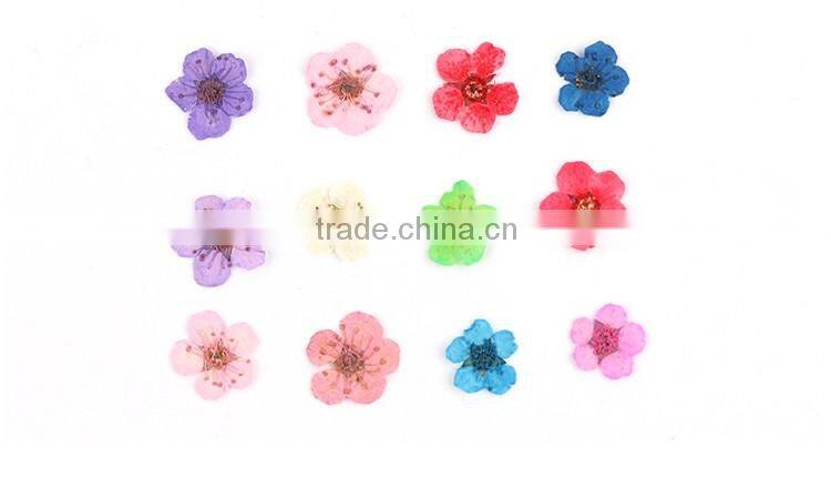 Nail art accessories real dry dried flowers 12 colors in rectangle