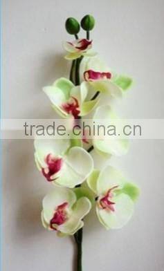 silk orchid