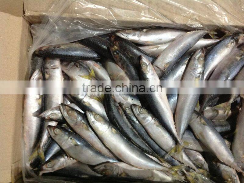 Top Selling 8-10pcs/kg Pacific mackerel for market