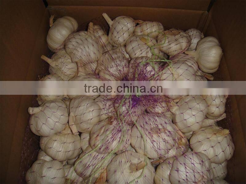 Fresh Garlic natural garlic White garlic