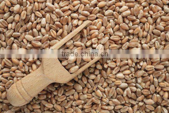 Wheat CCD color sorter machine, wheat cleaning machine, flour factory