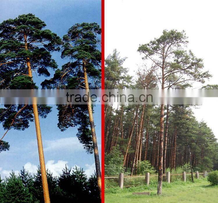 The outdoor decoration plant outdoor plants Changpai Scotch Pine seedling