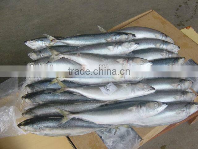 high quality sea frozen mackerel