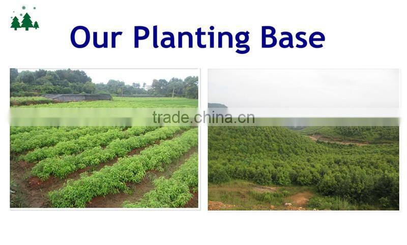 Hot Sell Terpineol C10H18O 96% CAS:8000-41-7