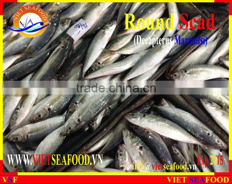 FROZEN MARUADSI WHOLE ROUND (ROUND SCAD)
