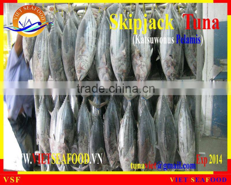 WHOLE ROUND FROZEN SKIPJACK TUNA