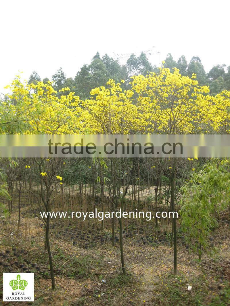 Tabebuia chrysantha with yellow flower season