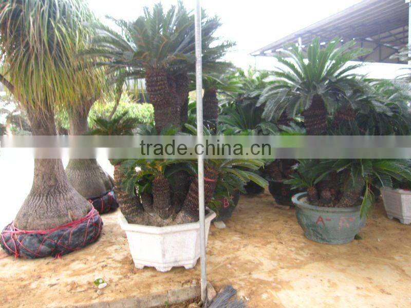 group cycas multi-trunks