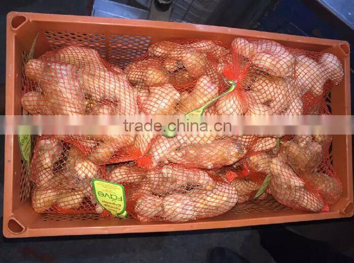 Fresh Ginger supplier