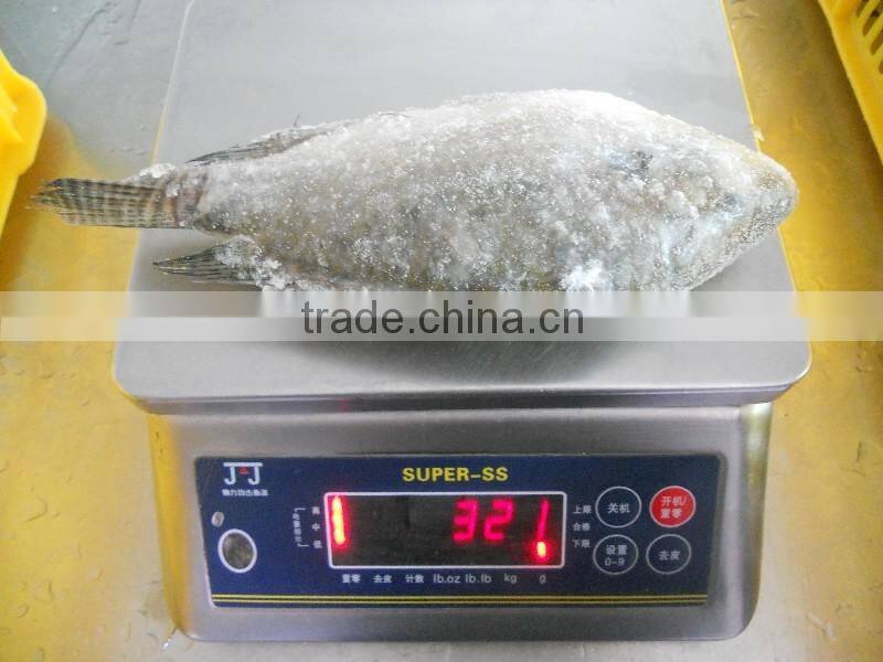 Frozen Tilapia fish