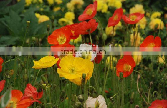 Corn poppy,Papaver, flower seeds , herb seed,vegetalbe seed,fruit seed,grass seed