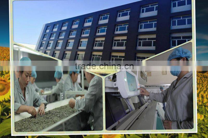 Low Price Shine Skin Pumpkin Seeds 2015 New Crops