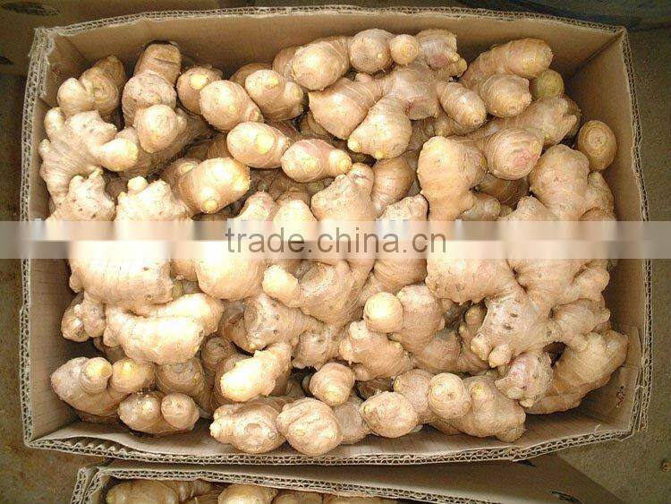2016 New Ginger Buyer ( High Quality)