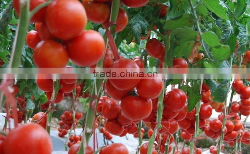 Fresh Tomato Exporter