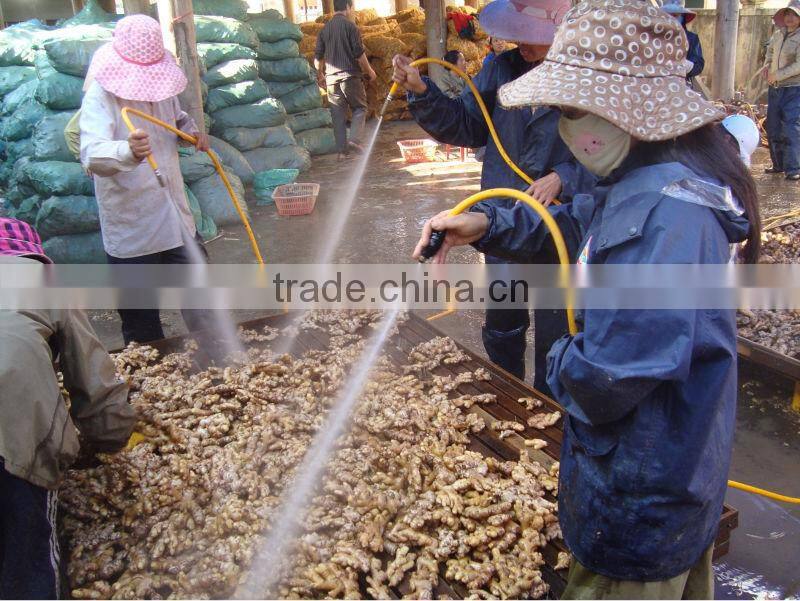 2014 CROP FRESH GINGER FROM VIETNAM